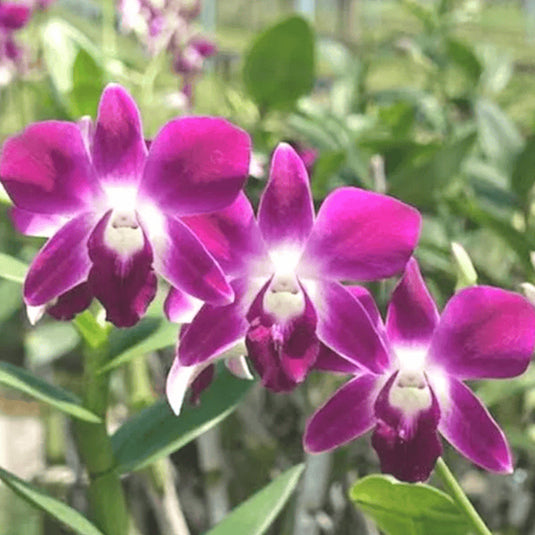 Purple Dendrobium orchid flower featuring soft pink and rich purple hues with white center.