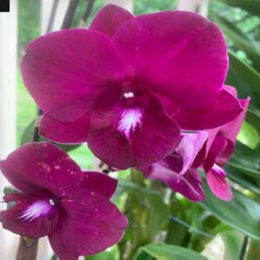 Dendrobium Orchid Dragon Red x Udomsri Mature with red blooms