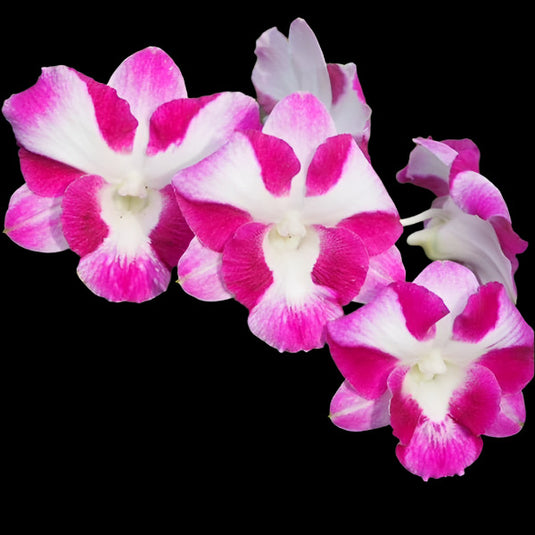 Dendrobium Orchid Dragon Smile - Seedling