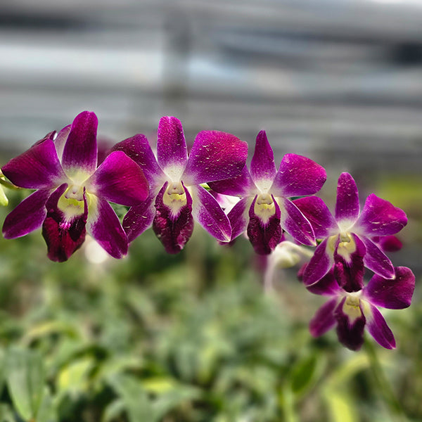 Dendrobium With Bud