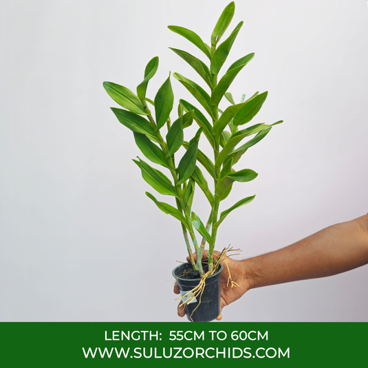 Epidendrum Orchid Red Exotic Plant