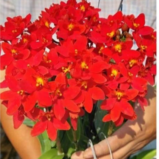 Epidendrum Orchid Red Exotic Plant
