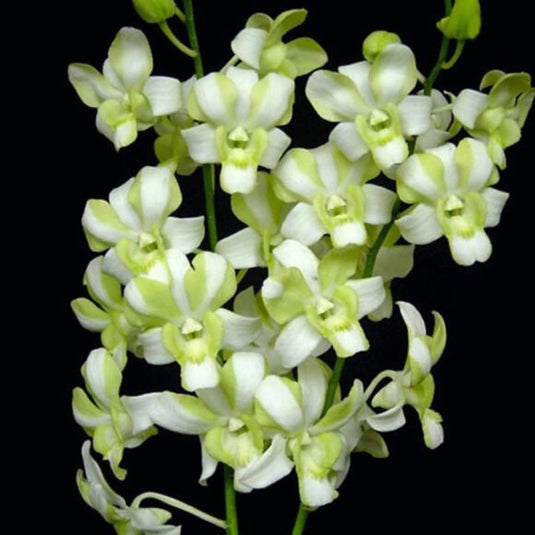 Dendrobium Orchid Plant Erawan Green- Seedling