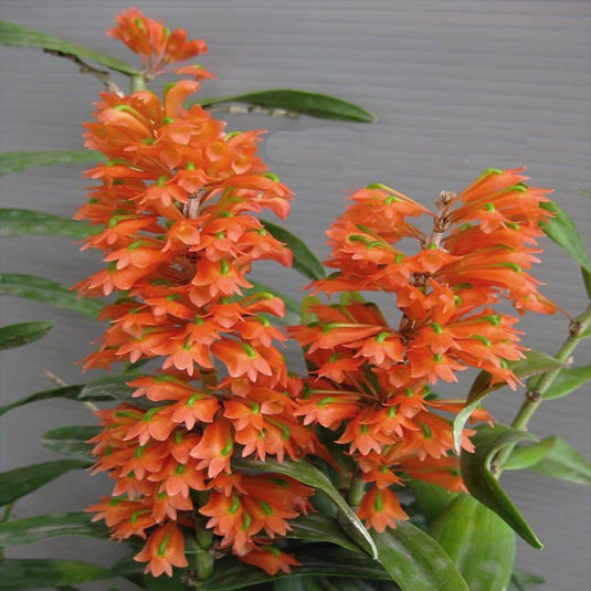 Dendrobium Orchid Faciferum Exotic with bright orange flowers