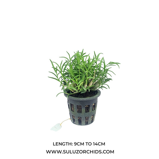 Dendrobium Orchid Faciferum Exotic Plant