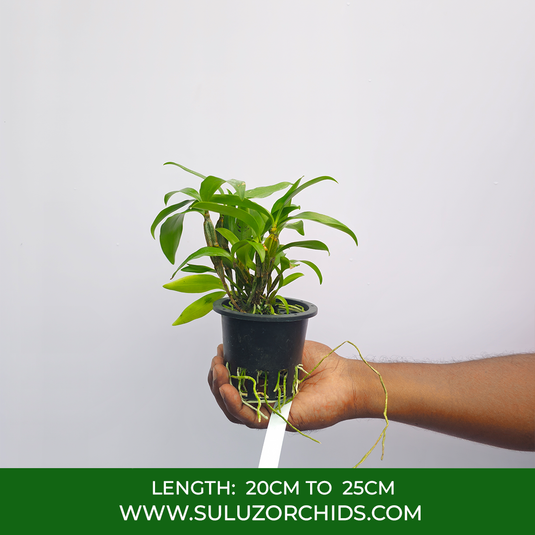 Dendrobium Orchid farmeri 'Pink' Exotic Plant