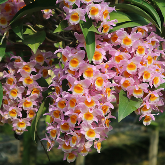 Dendrobium Orchid farmeri 'Pink' Exotic Plant