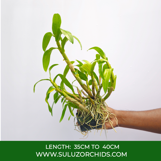 Dendrobium Orchid Formosum 'Alba' x Formosum Exotic Plant