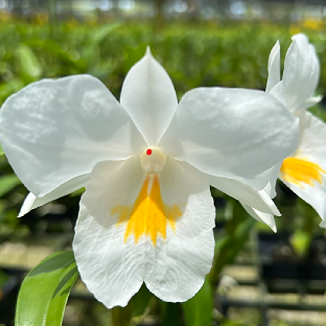 white Dendrobium close up