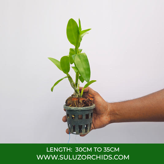 Dendrobium Orchid Freda Brettanata Exotic Plant