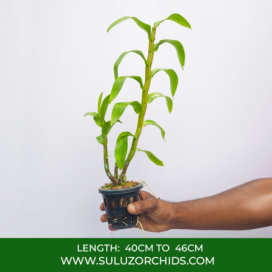 Dendrobium Orchid (Frosty Dawn x Dawn Maree) #2 Exotic Plant