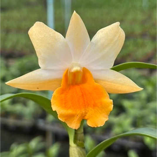 Dendrobium Orchid (Frosty Dawn x Dawn Maree) #2 Exotic Plant