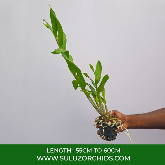 Dendrobium Orchid Gatton Sunray Exotic Plant