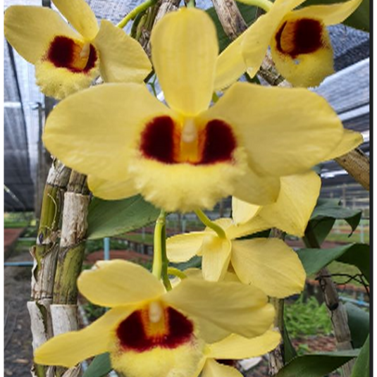 Dendrobium Orchid Gatton Sunray Exotic Plant