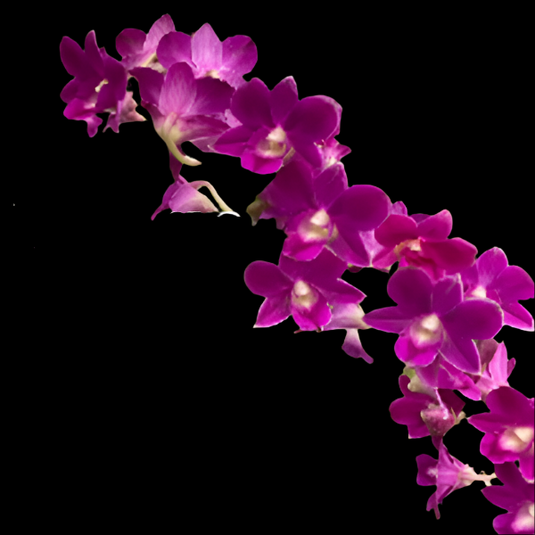 Pink-purple Dendrobium orchid bloom with blended rosy and violet tones.