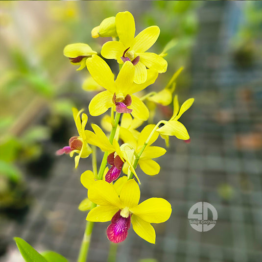 Dendrobium Orchid Giveby God #72 Yellow Red Lip Mature