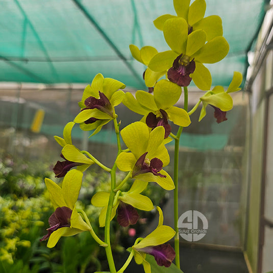 Dendrobium Orchid Thongchai Gold Chaisri Gold Mature