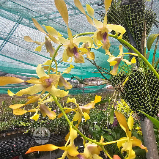 Dendrobium orchid Gold Flush x May Neal x Lasianthera with bright yellow and purple flowers