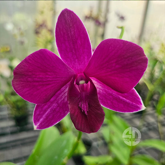 Dendrobium Orchid Grand Asia Mature