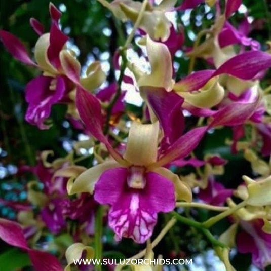Magenta Dendrobium orchid blossom with magenta and cream twisted petals and elegant form.