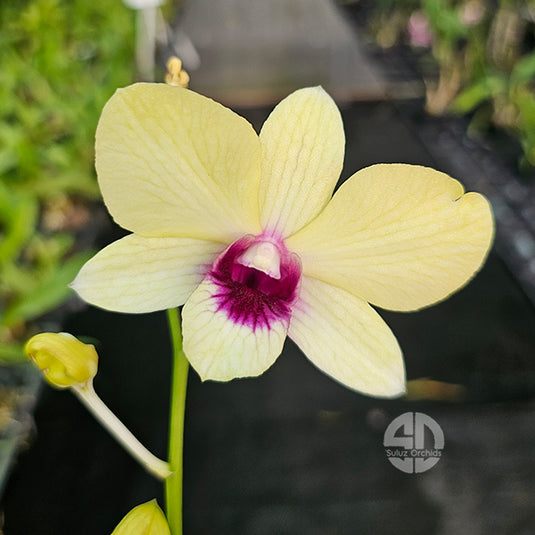 Dendrobium Orchid Green Star Srimahapo #557 Mature