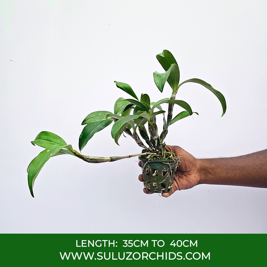 Dendrobium Orchid Guibertii Exotic Plant