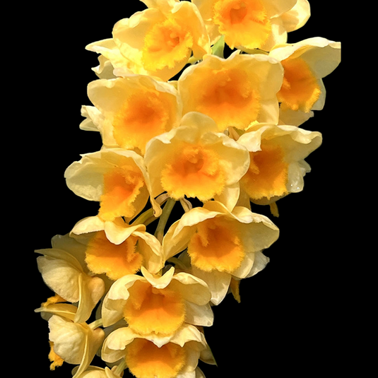 Dendrobium Orchid Guibertii Exotic Plant