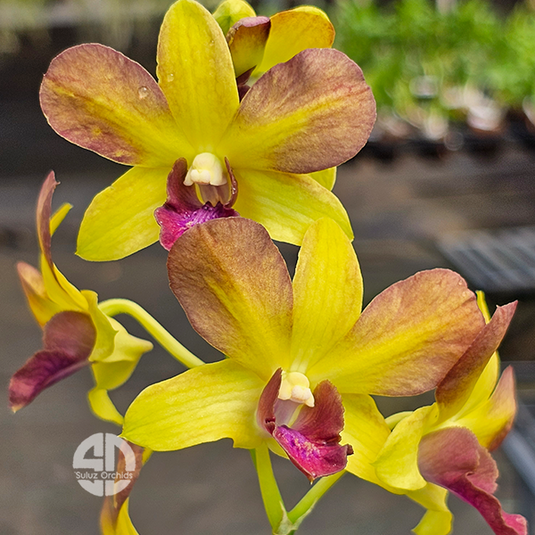 Dendrobium Orchid Honey Mature Bushy Plant