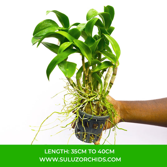 Pink Dendrobium Orchid Plant and bright rose flower in full, elegant bloom.