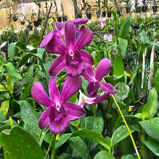 Dendrobium Izumi × Sakda Blue orchid plant with blooming bluish-purple flowers
