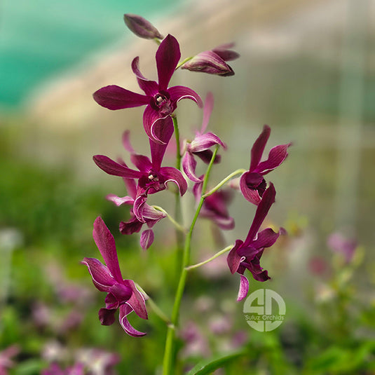 Dendrobium Orchid Jac Concert Red Twisted #1 Mature