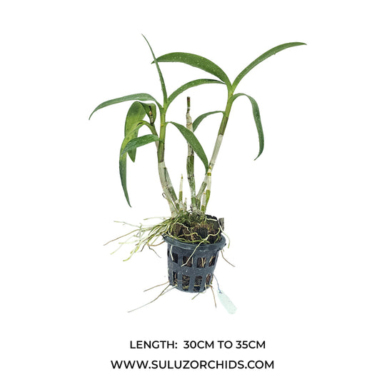 Dendrobium orchid Jac Concert Red Twist #2 mature bushy plant with strong green canes