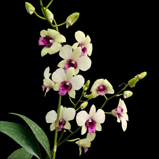 Dendrobium Orchid Jade Junior Mature