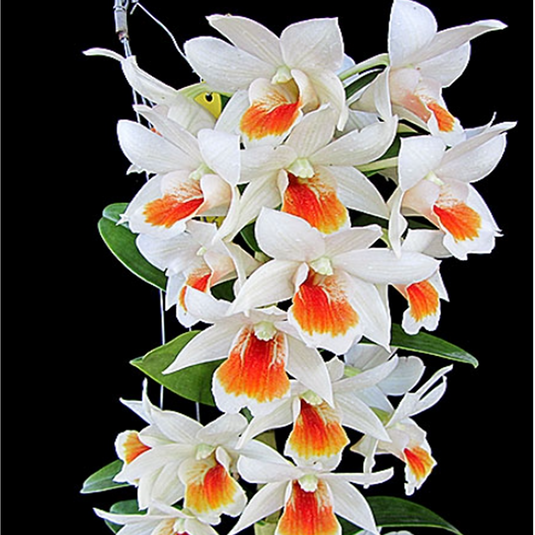 Dendrobium Orchid Jairak Dawn Exotic Plant