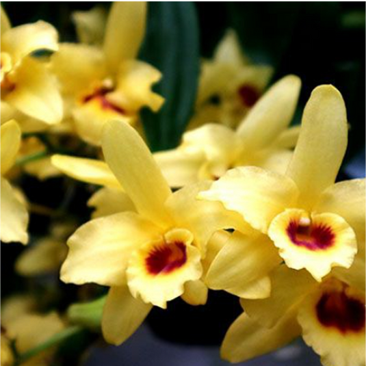 Dendrobium Orchid Jairak Moonlight Exotic Plant