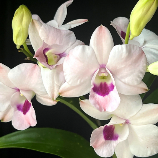 Dendrobium Orchid Jairak Passion Exotic Plant