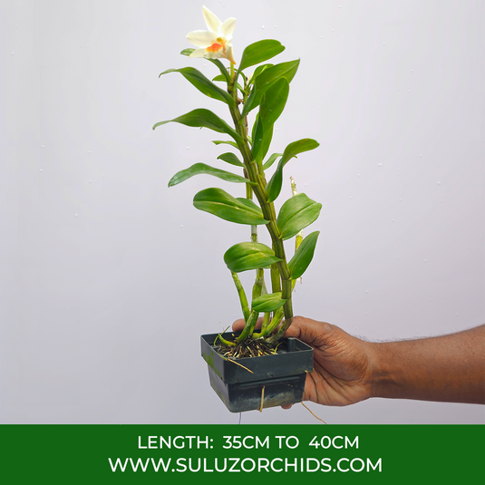 Dendrobium Orchid Jairak Wii Exotic Exotic Plant