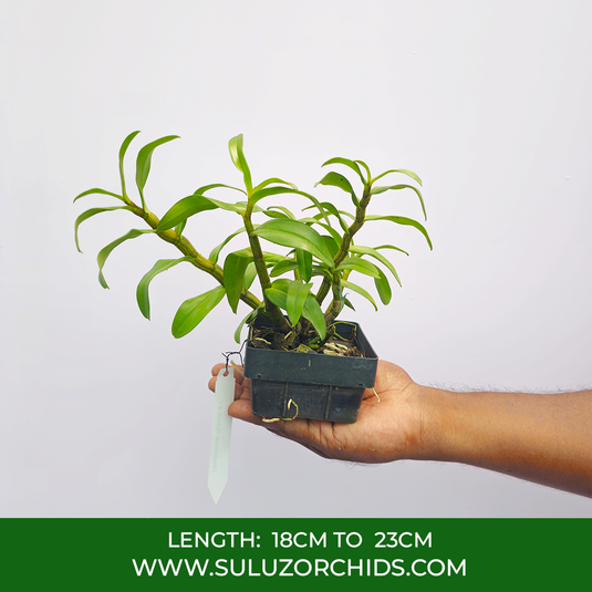 Dendrobium Orchid Jiaho Candy Exotic Plant