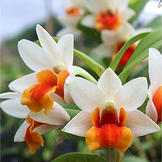 Dendrobium Orchid Jiaho Candy Exotic Plant