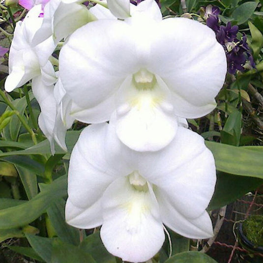 White Dendrobium orchid plant with elegant pure white blooms and off white-centered petals