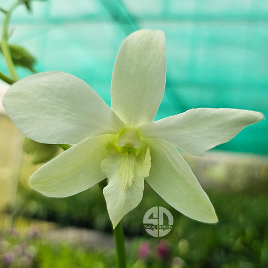 Dendrobium Orchid KB White #2 Mature