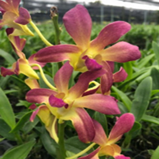 Dendrobium Orchid Plant KGI Brown Seedling, purple-brown flower