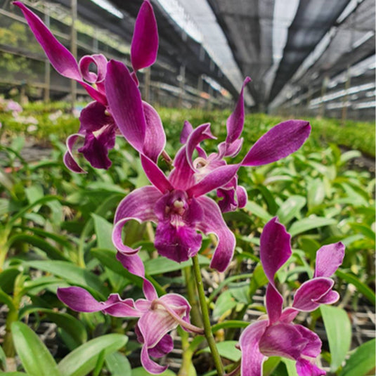 Fresh Purple Dendrobium orchid with bold purple blossoms and delicate texture.