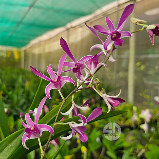 Dendrobium Orchid King Cobra x Warawan Mature