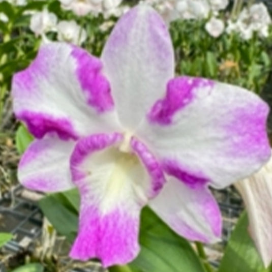 Elegant Purple Dendrobium orchid showcasing rich purple petals with a contrasting white center.