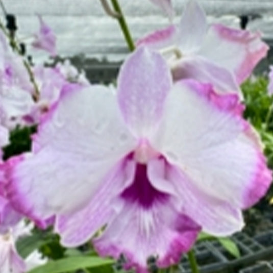 Fresh Pink Dendrobium orchid blooms with soft pink centers