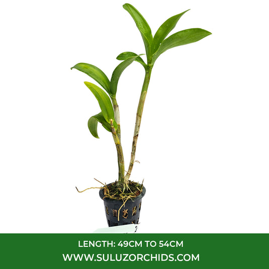 Purple Dendrobium orchid with vibrant purple blooms and soft white contrasting centers.