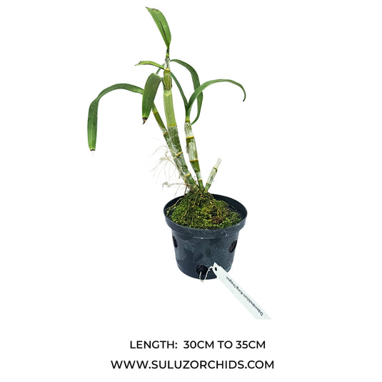 Dendrobium orchid King Dragon Peach mature bushy plant with healthy green canes