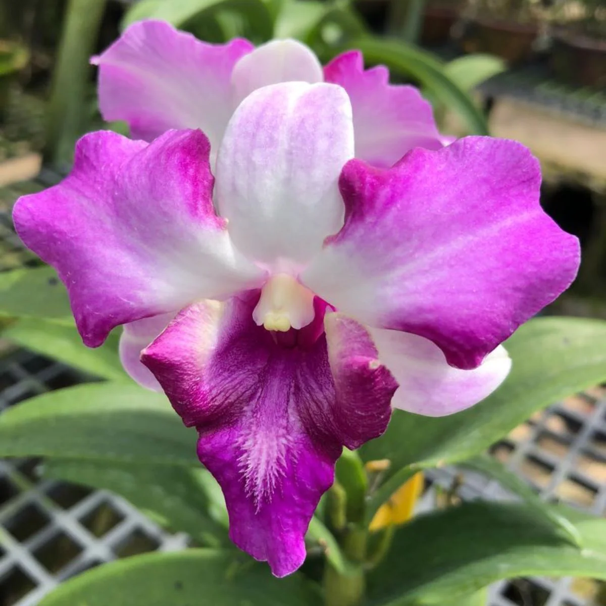 Dendrobium Orchid King Dragon - Medium Stage Foto & Idee Dendrobium Orchid King Dragon - Medium Stage Illustration