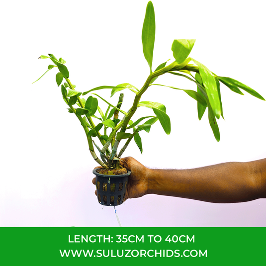 Dendrobium Orchid  Lee Chang Yi Miriam Exotic Plant